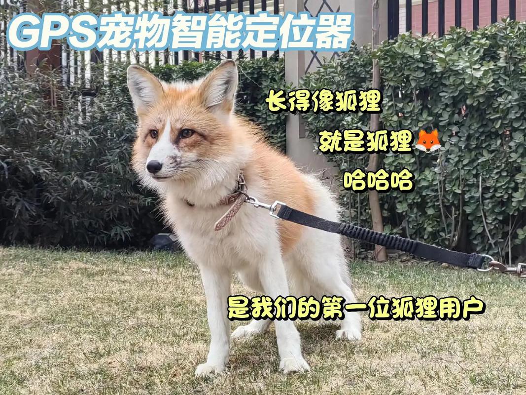 你的宠物去哪了？一目了然！翠西可定位器，带你了解福尼的真相